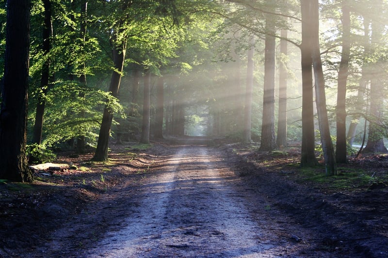 Forest Campsite