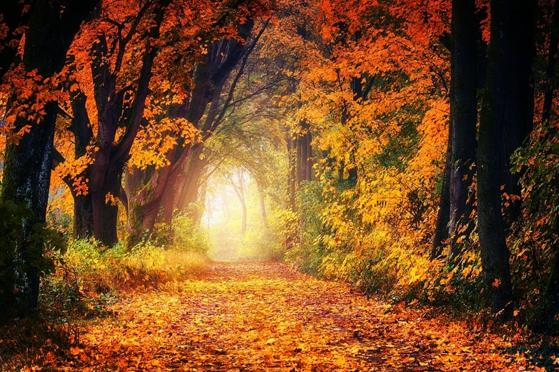 Jungle Path